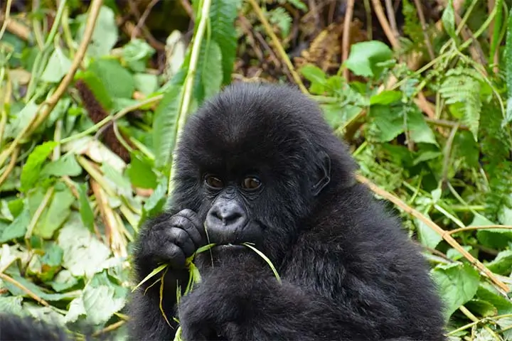 Bwindi Impenetrable Gorilla